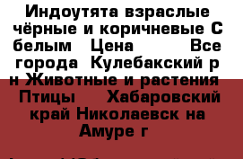 Индоутята взраслые чёрные и коричневые С белым › Цена ­ 450 - Все города, Кулебакский р-н Животные и растения » Птицы   . Хабаровский край,Николаевск-на-Амуре г.